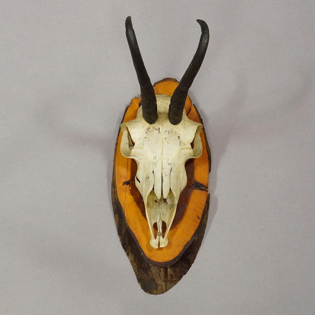 Set of Six Chamois Trophies on Birch Slices Germany Ca. 1960s - 6