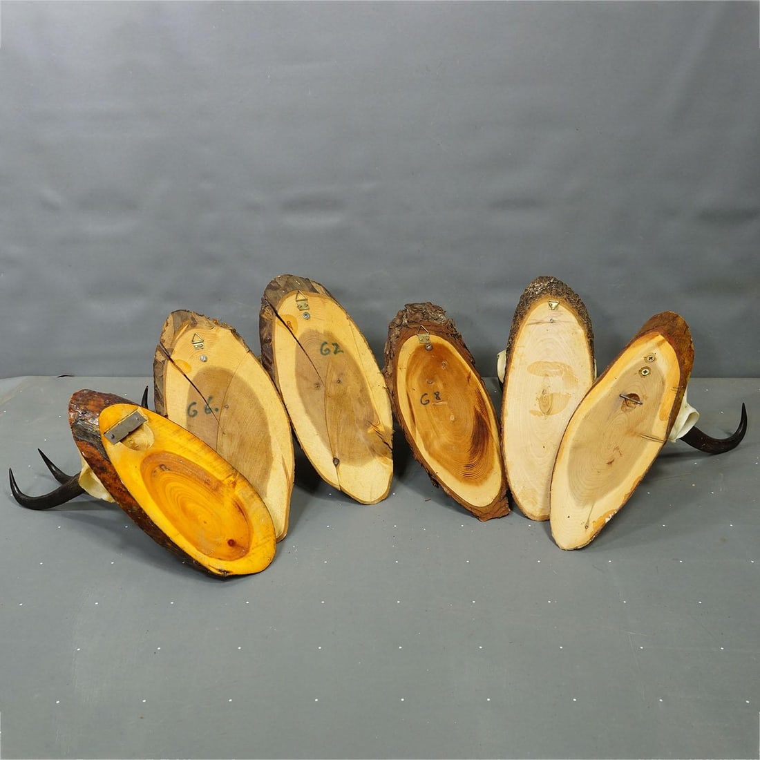 Set of Six Chamois Trophies on Birch Slices Germany Ca. 1960s - 7
