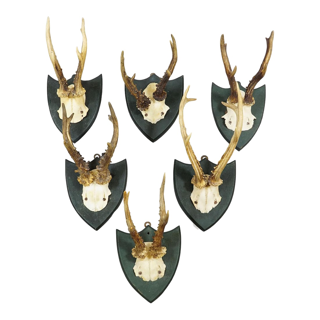 Set of Six Roe Deer Trophies on Wooden Plaques Salem Germany Ca. 1900s: Set of Six Roe Deer Trophies on Wooden Plaques Salem Germany ca. 1900s An set of six antique Black Forest roe deer (Capreolus capreolus) trophies mounted on wooden plaques, painted in dark green. The