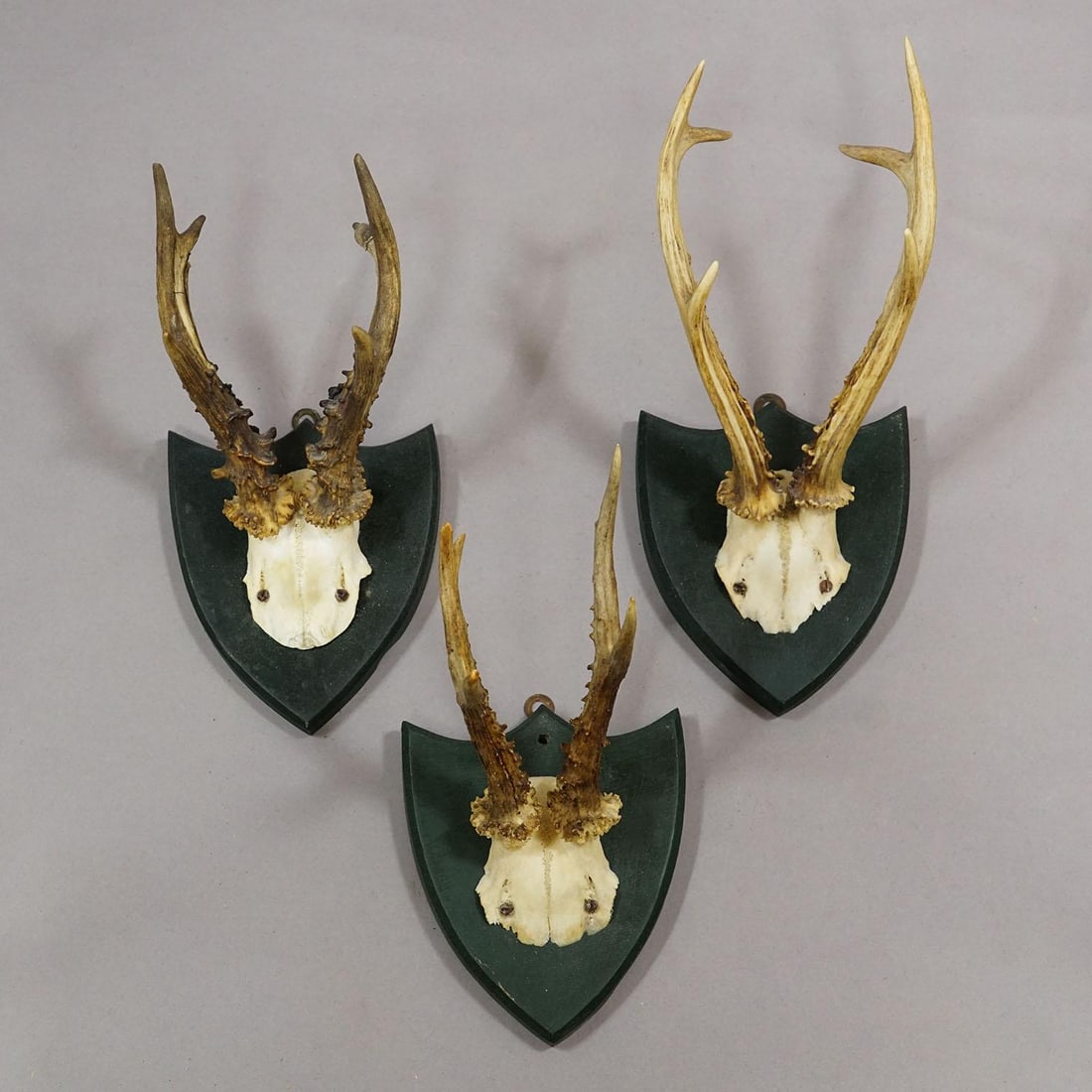 Set of Six Roe Deer Trophies on Wooden Plaques Salem Germany Ca. 1900s - 4