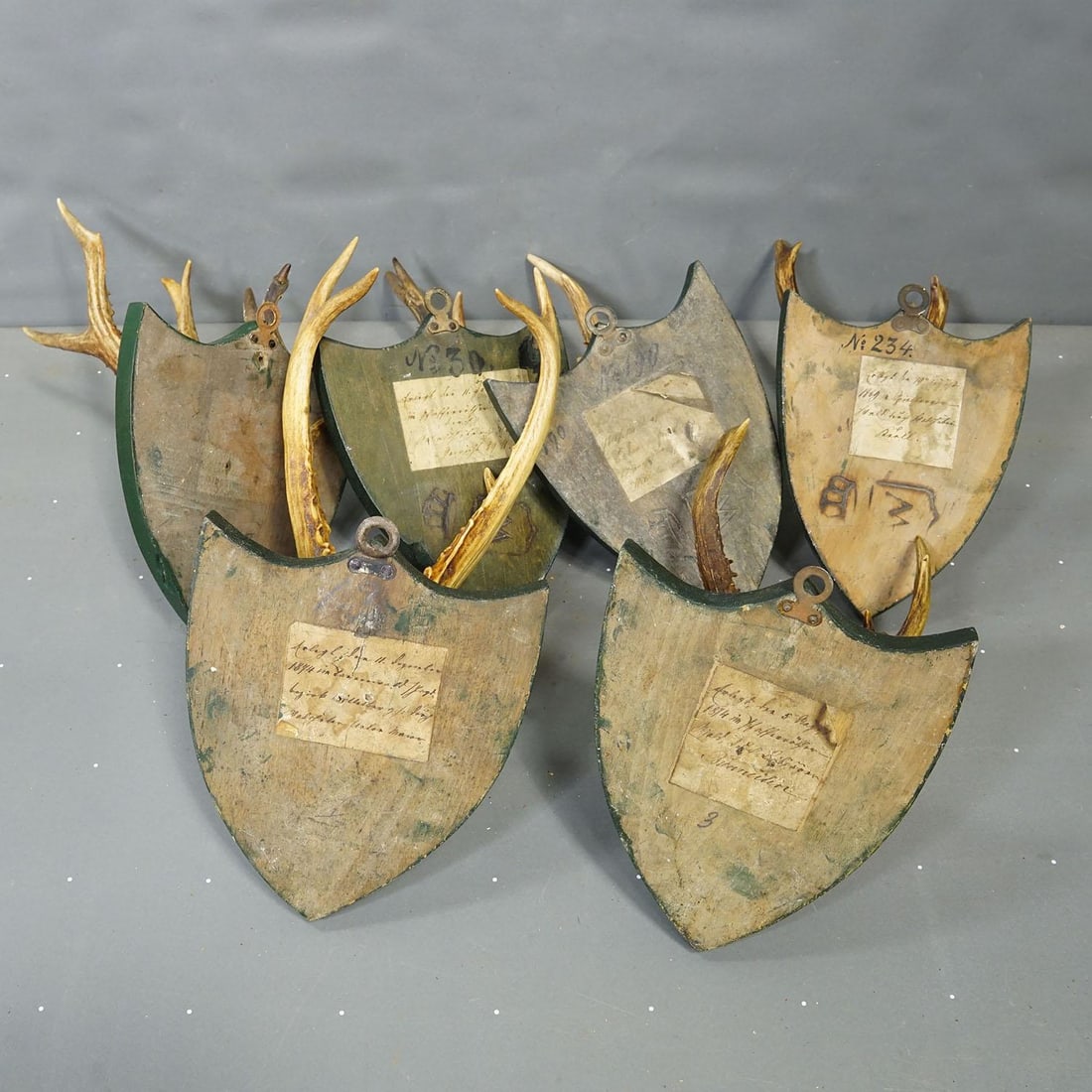Set of Six Roe Deer Trophies on Wooden Plaques Salem Germany Ca. 1900s - 7