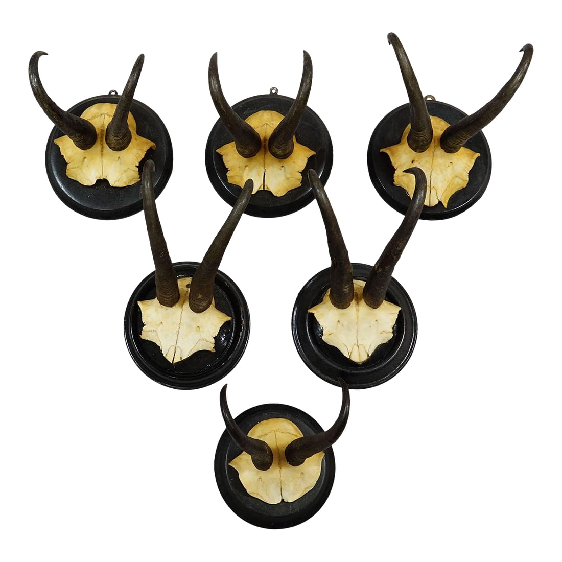Antique Set of Six Chamois Trophies on Turned Plaques, Germany Ca. 1900: Antique Set of Six Chamois Trophies on Turned Plaques, Germany ca. 1900 Antique set of six great chamois (Rupicapra rupicapra) trophies mounted on turned wooden plaques. The trophies date from the