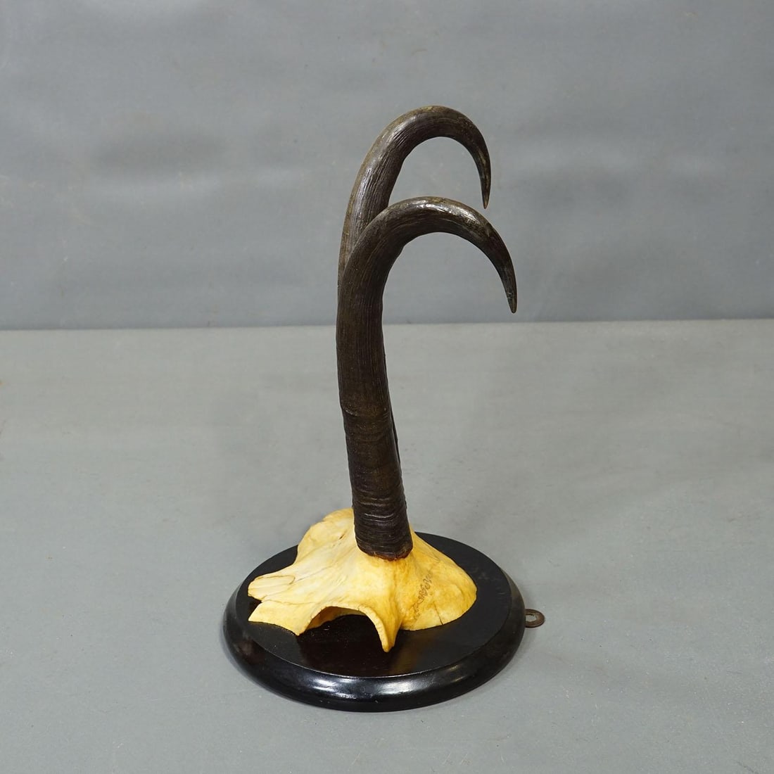 Antique Set of Six Chamois Trophies on Turned Plaques, Germany Ca. 1900 - 2