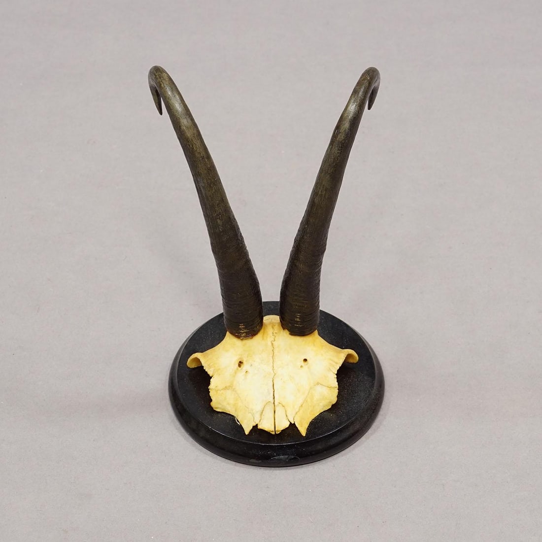 Antique Set of Six Chamois Trophies on Turned Plaques, Germany Ca. 1900 - 3