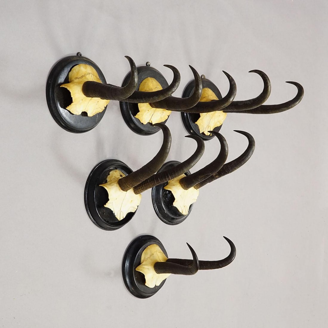 Antique Set of Six Chamois Trophies on Turned Plaques, Germany Ca. 1900 - 4