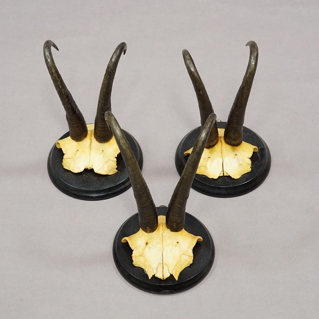 Antique Set of Six Chamois Trophies on Turned Plaques, Germany Ca. 1900 - 5