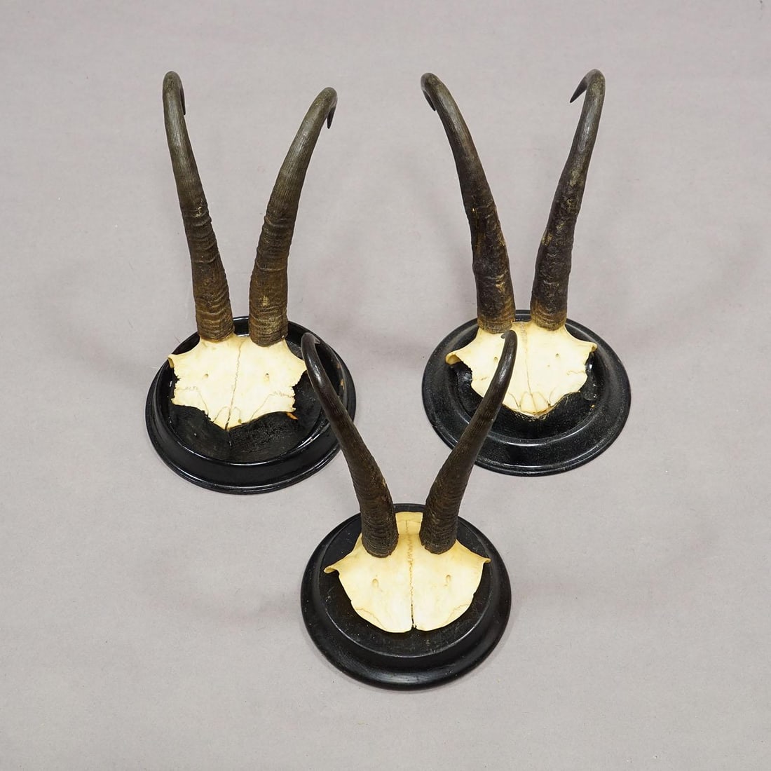 Antique Set of Six Chamois Trophies on Turned Plaques, Germany Ca. 1900 - 6