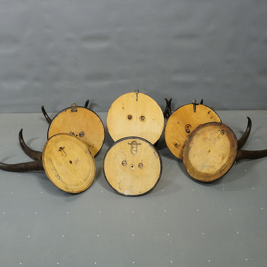 Antique Set of Six Chamois Trophies on Turned Plaques, Germany Ca. 1900 - 7