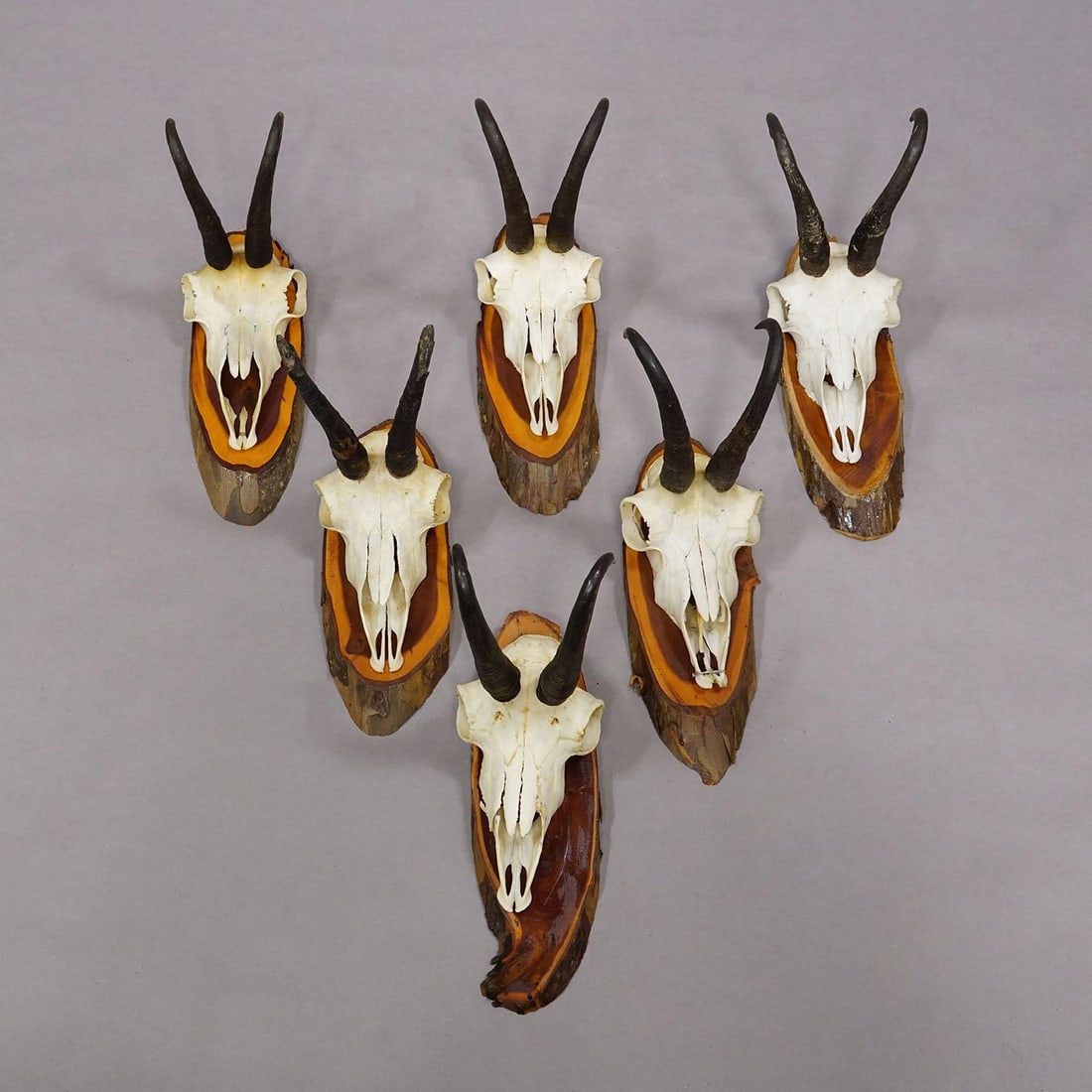 Vintage Set of Six Chamois Trophies on Wooden Plaques, Germany Ca. 1970s - 4