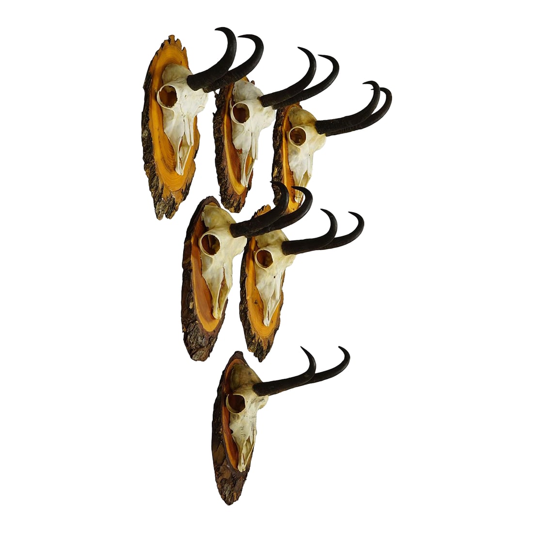 Vintage Collection of Six Chamois Trophies on Wooden Plaques, Germany Ca. 1960s: Vintage Collection of Six Chamois Trophies on Wooden Plaques, Germany ca. 1960s A collection of six vintage chamois (Rupicapra rupicapra) trophies, each mounted on a wooden plaque. Originating from