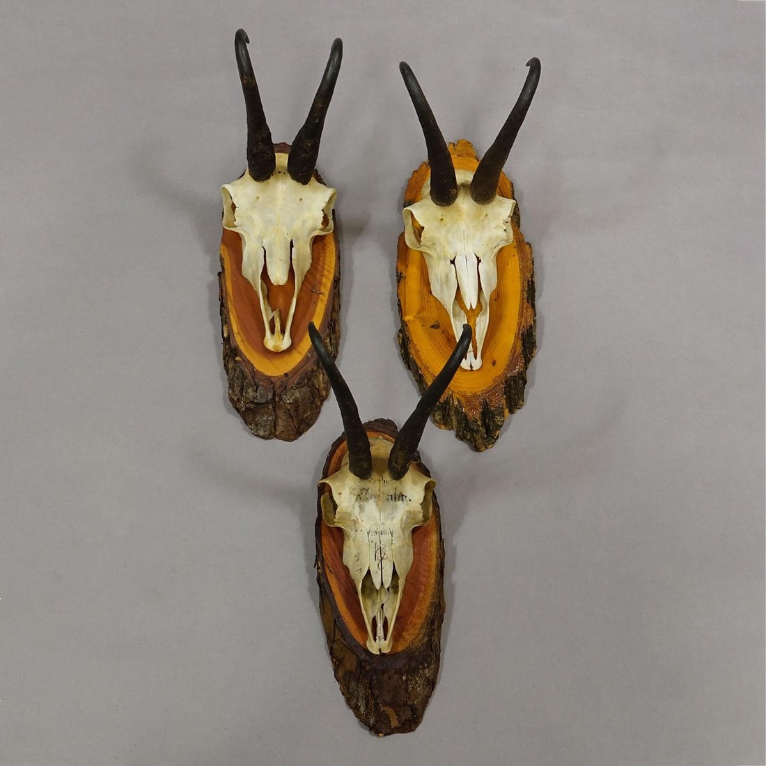 Vintage Collection of Six Chamois Trophies on Wooden Plaques, Germany Ca. 1960s - 3