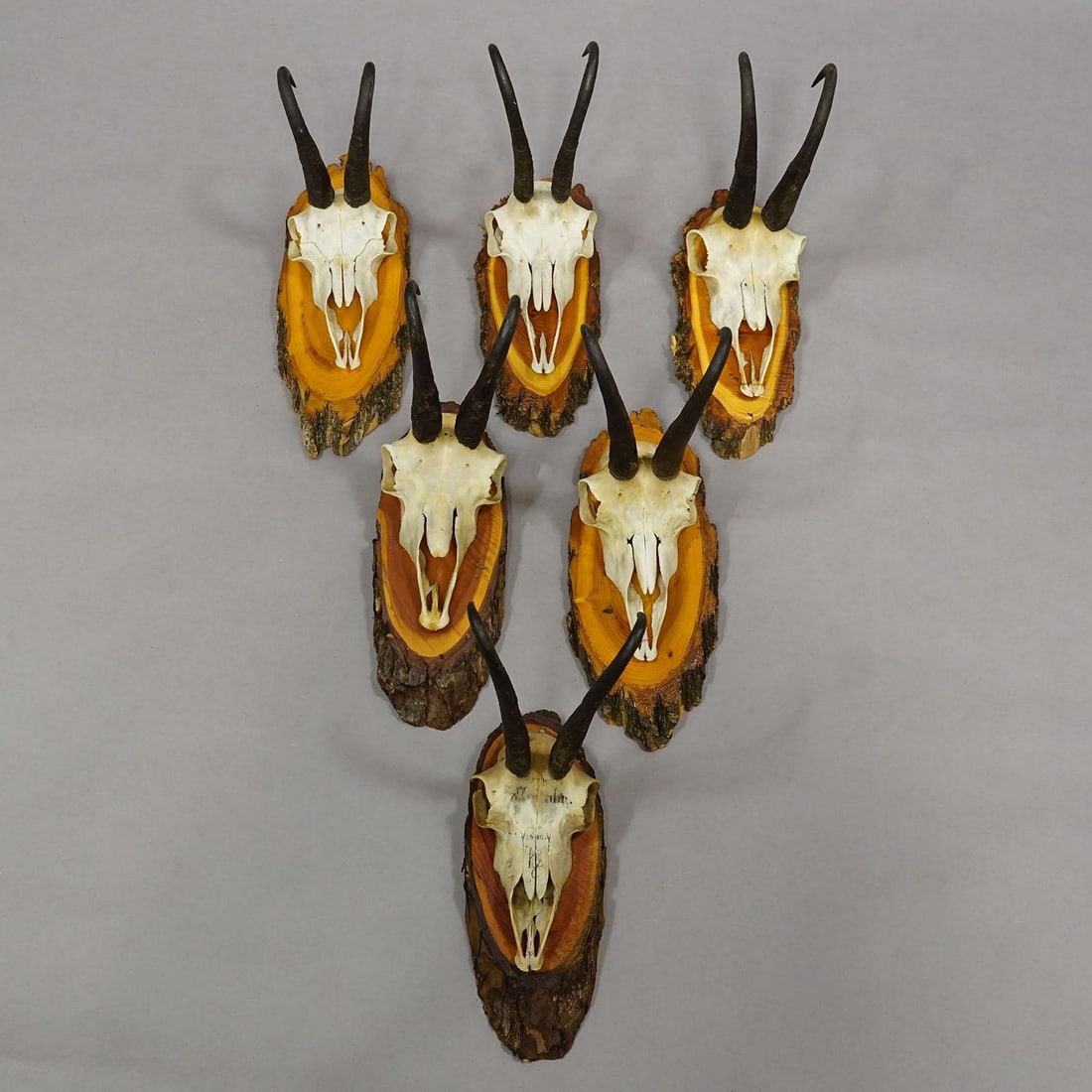 Vintage Collection of Six Chamois Trophies on Wooden Plaques, Germany Ca. 1960s - 4