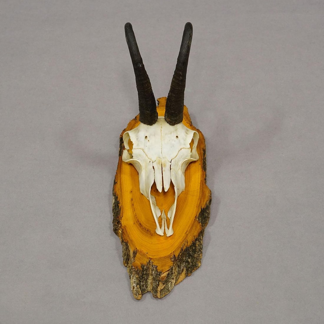 Vintage Collection of Six Chamois Trophies on Wooden Plaques, Germany Ca. 1960s - 6