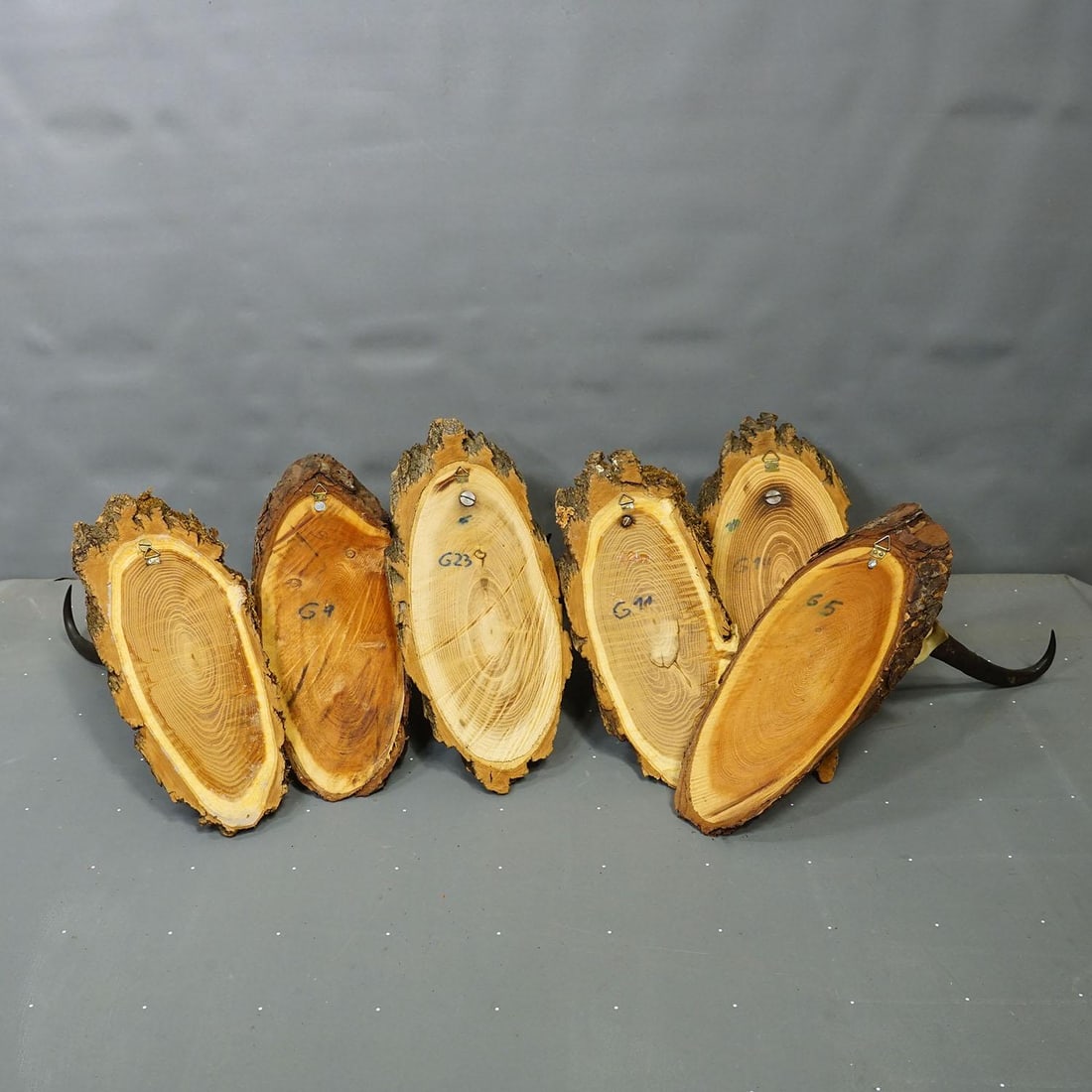 Vintage Collection of Six Chamois Trophies on Wooden Plaques, Germany Ca. 1960s - 7