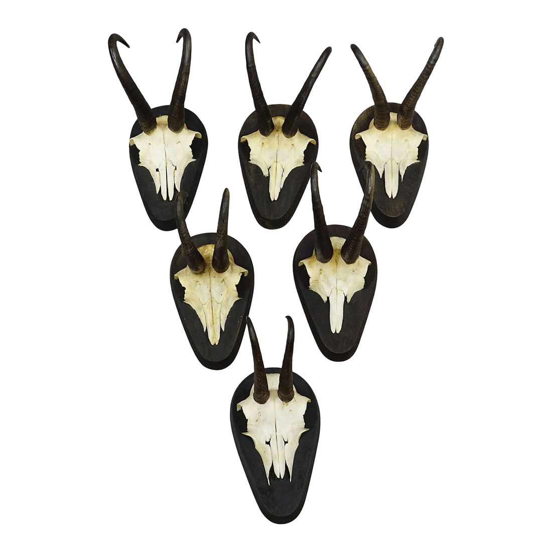 Set of Six Vintage Chamois Trophies on Wooden Plaques, Germany Ca. 1980s: Set of Six Vintage Chamois Trophies on Wooden Plaques, Germany ca. 1980s A set of six vintage chamois (Rupicapra rupicapra) skull trophies from the 1980s, each mounted on a dark, shield-shaped wooden