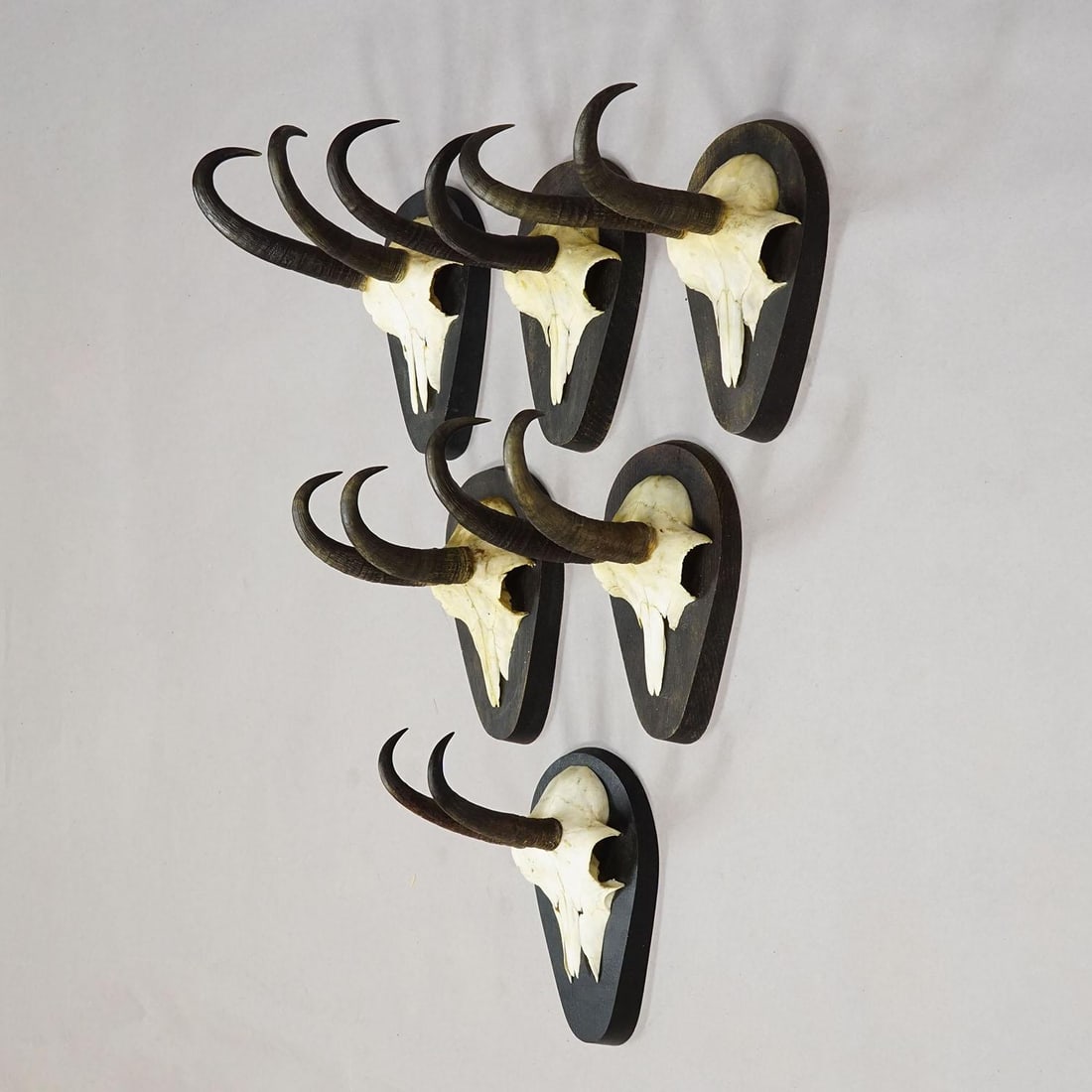 Set of Six Vintage Chamois Trophies on Wooden Plaques, Germany Ca. 1980s - 2