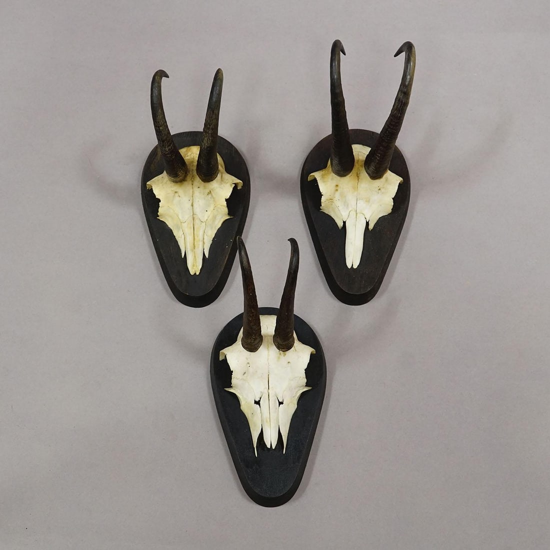 Set of Six Vintage Chamois Trophies on Wooden Plaques, Germany Ca. 1980s - 3
