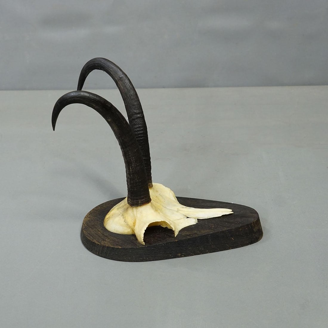 Set of Six Vintage Chamois Trophies on Wooden Plaques, Germany Ca. 1980s - 4