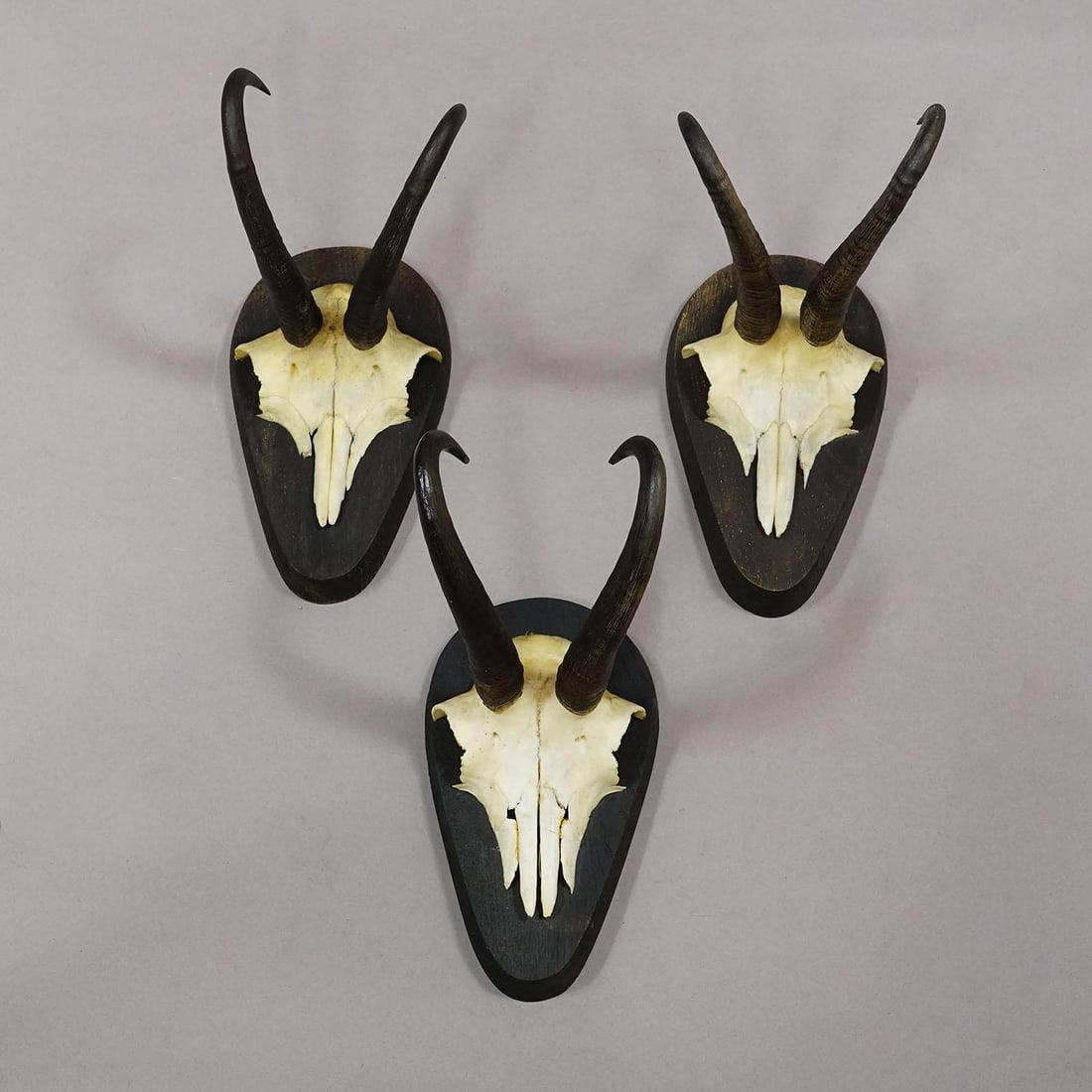 Set of Six Vintage Chamois Trophies on Wooden Plaques, Germany Ca. 1980s - 5