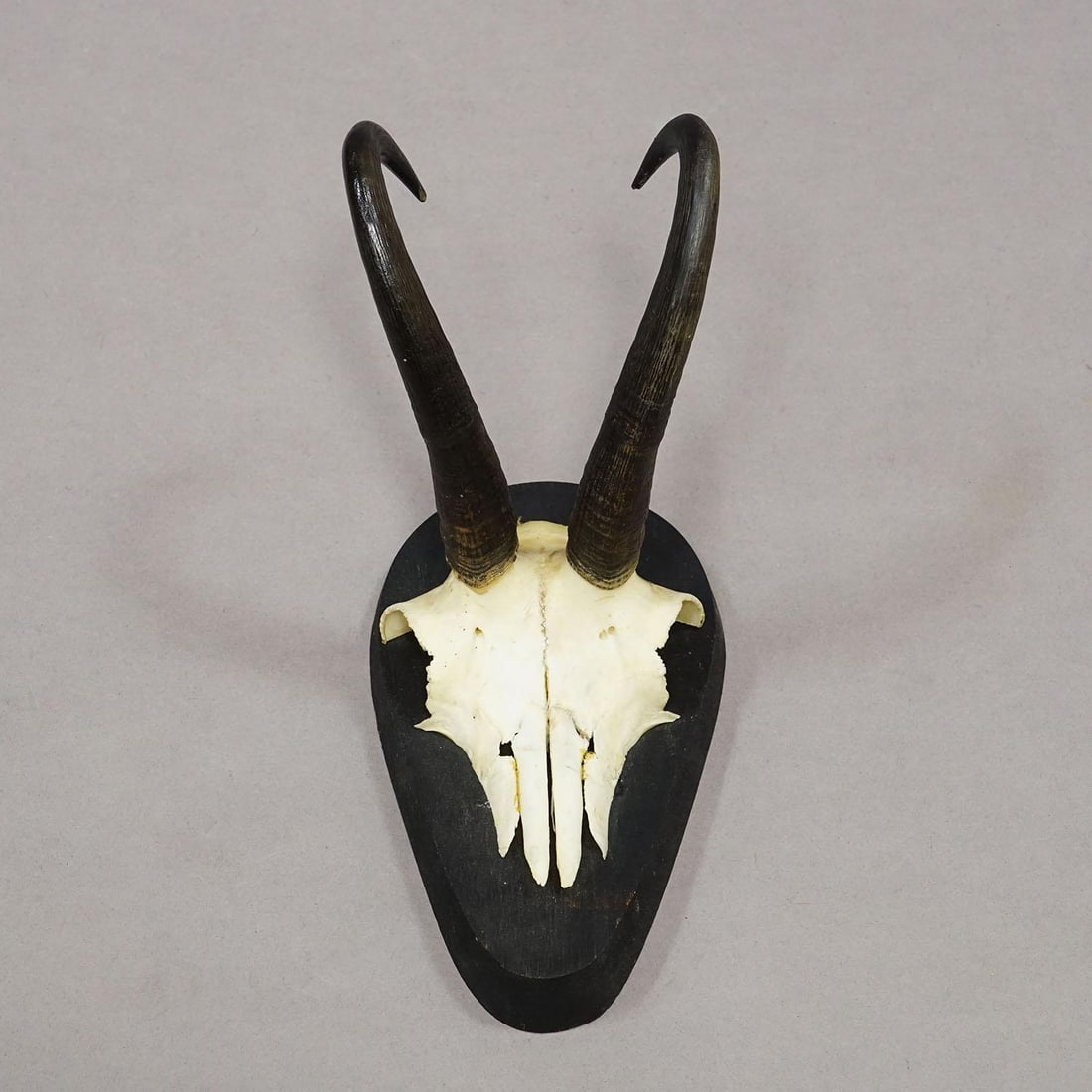 Set of Six Vintage Chamois Trophies on Wooden Plaques, Germany Ca. 1980s - 6