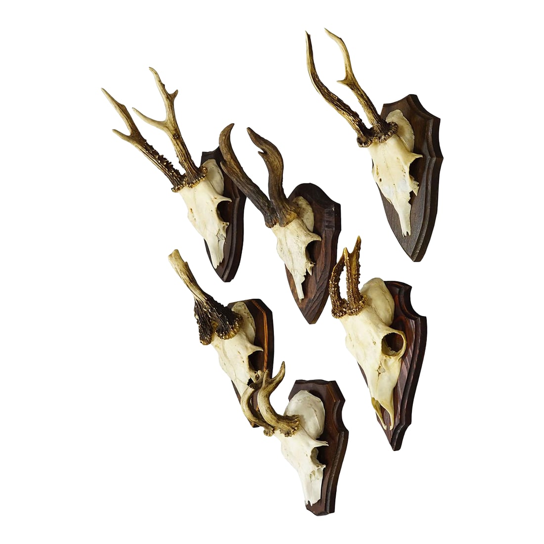 Vintage Set of Six Roe Deer Trophies on Wooden Plaques Germany Ca. 1960s: Vintage Set of Six Roe Deer Trophies on Wooden Plaques Germany ca. 1960s A collection of six vintage roe deer (Capreolus capreolus) antler trophies from the 1960s, each mounted on a dark brown wooden