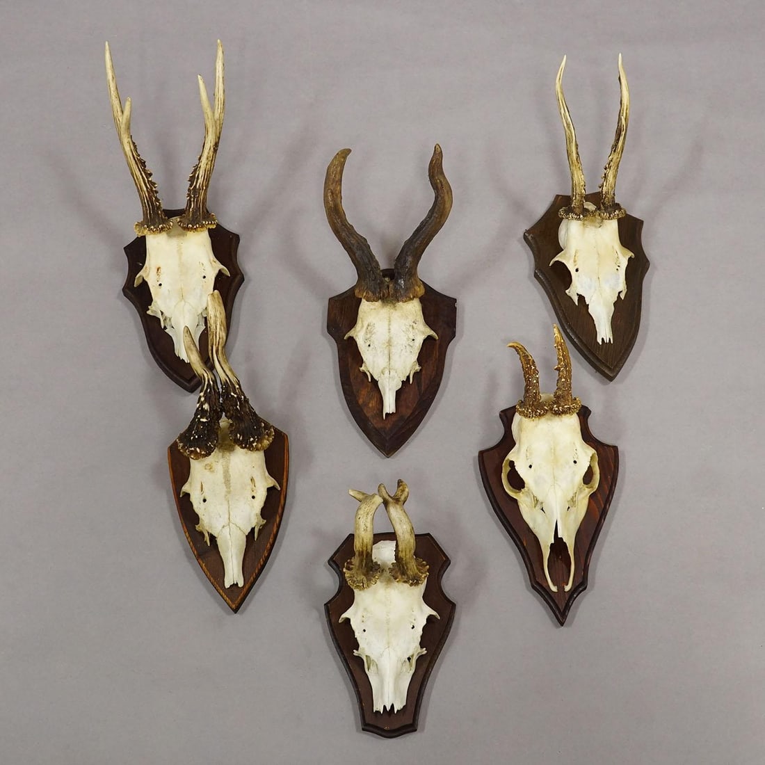 Vintage Set of Six Roe Deer Trophies on Wooden Plaques Germany Ca. 1960s - 2