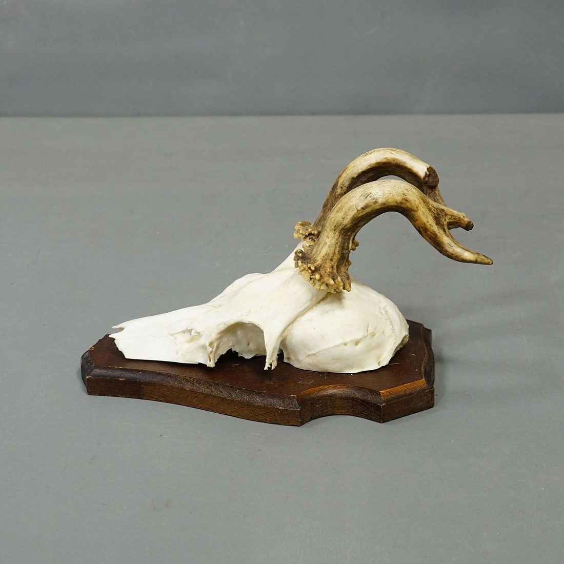 Vintage Set of Six Roe Deer Trophies on Wooden Plaques Germany Ca. 1960s - 3