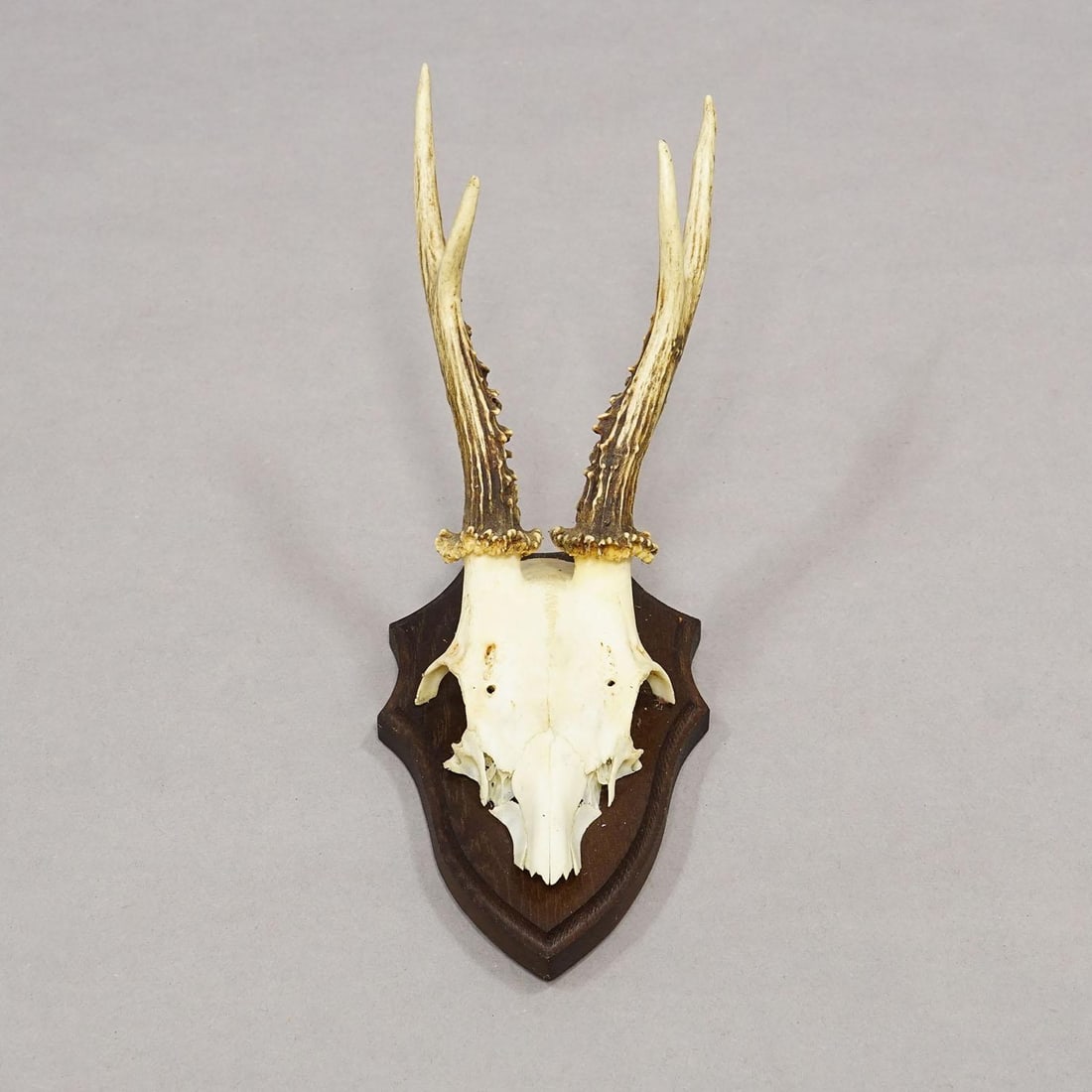 Vintage Set of Six Roe Deer Trophies on Wooden Plaques Germany Ca. 1960s - 4