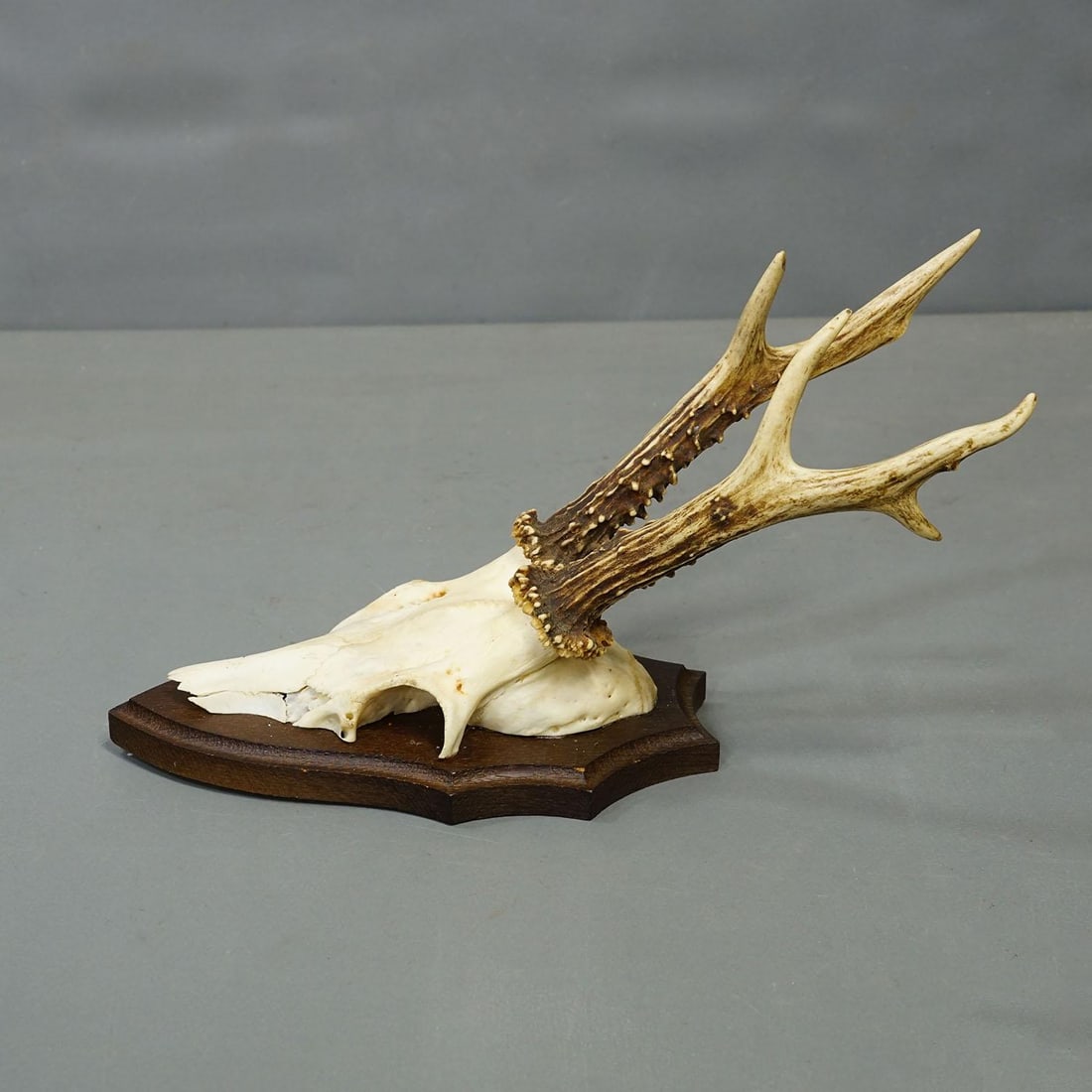 Vintage Set of Six Roe Deer Trophies on Wooden Plaques Germany Ca. 1960s - 5