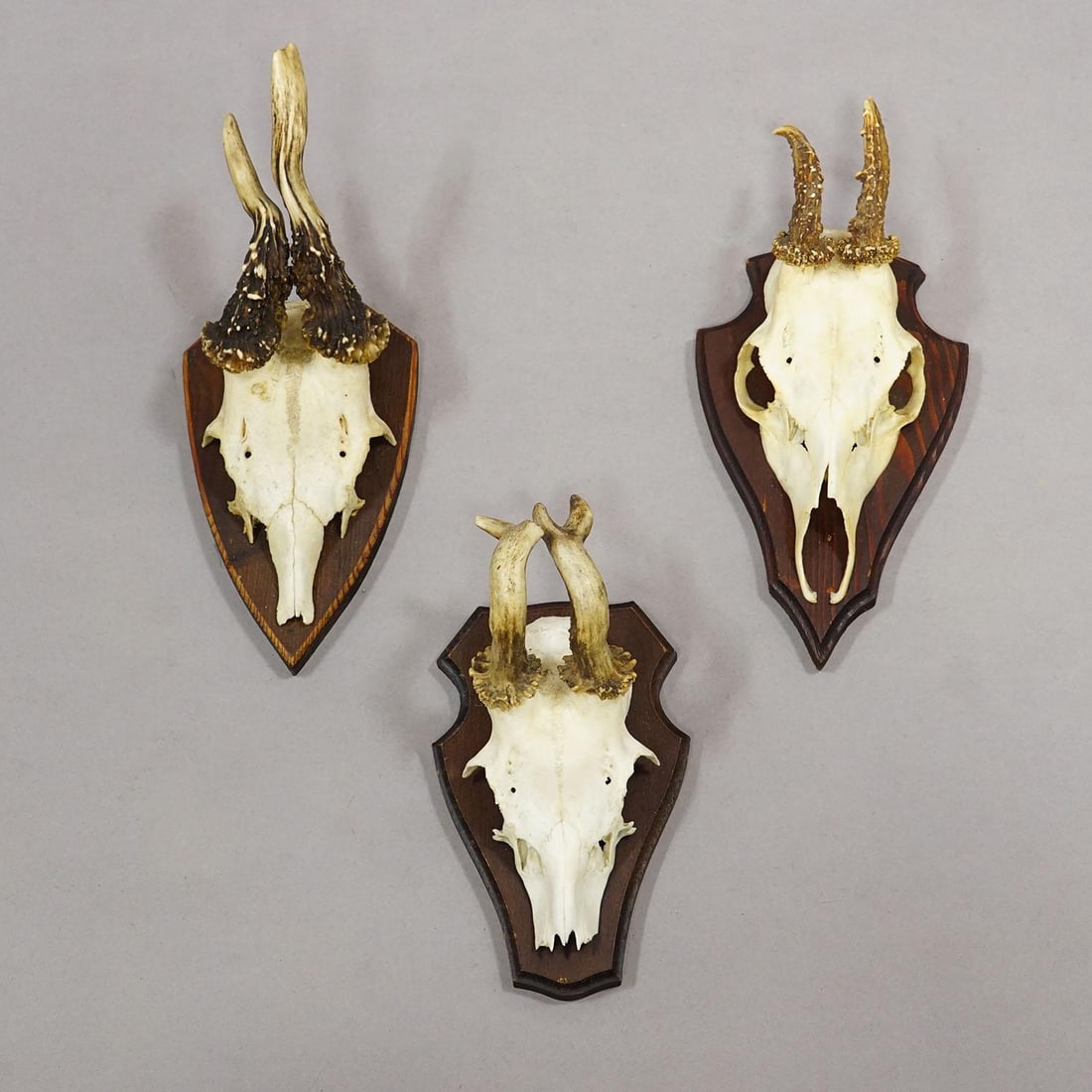 Vintage Set of Six Roe Deer Trophies on Wooden Plaques Germany Ca. 1960s - 6