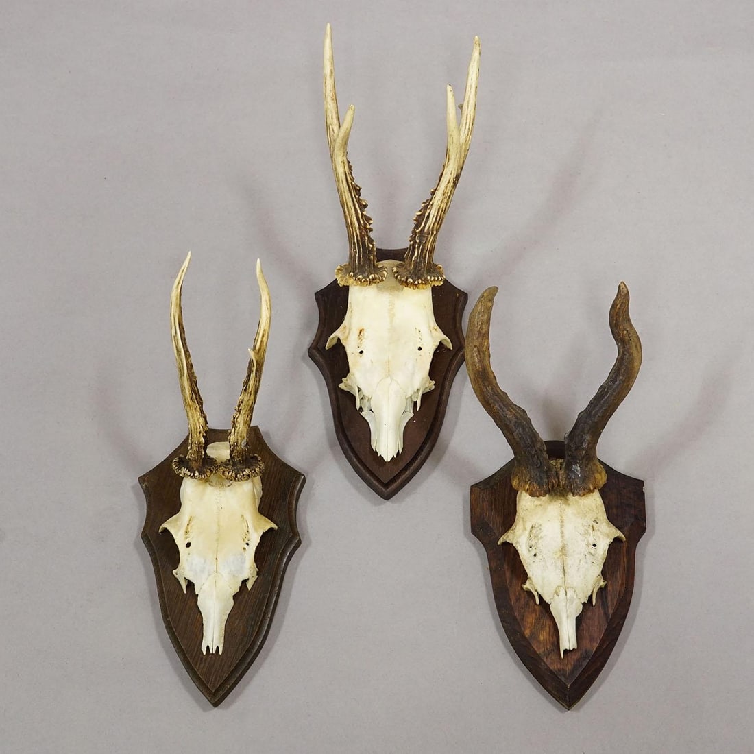 Vintage Set of Six Roe Deer Trophies on Wooden Plaques Germany Ca. 1960s - 7