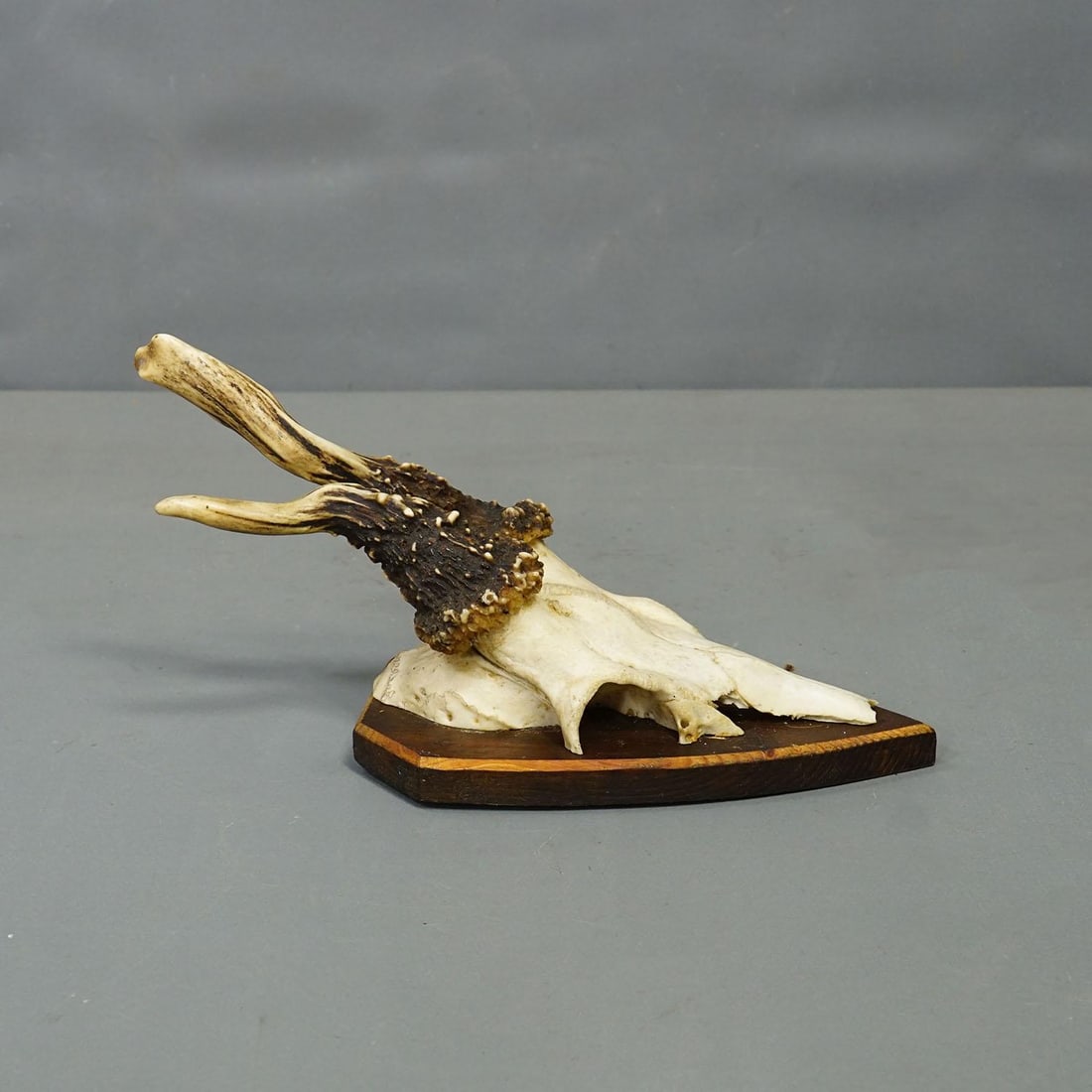 Vintage Set of Six Roe Deer Trophies on Wooden Plaques Germany Ca. 1960s - 8
