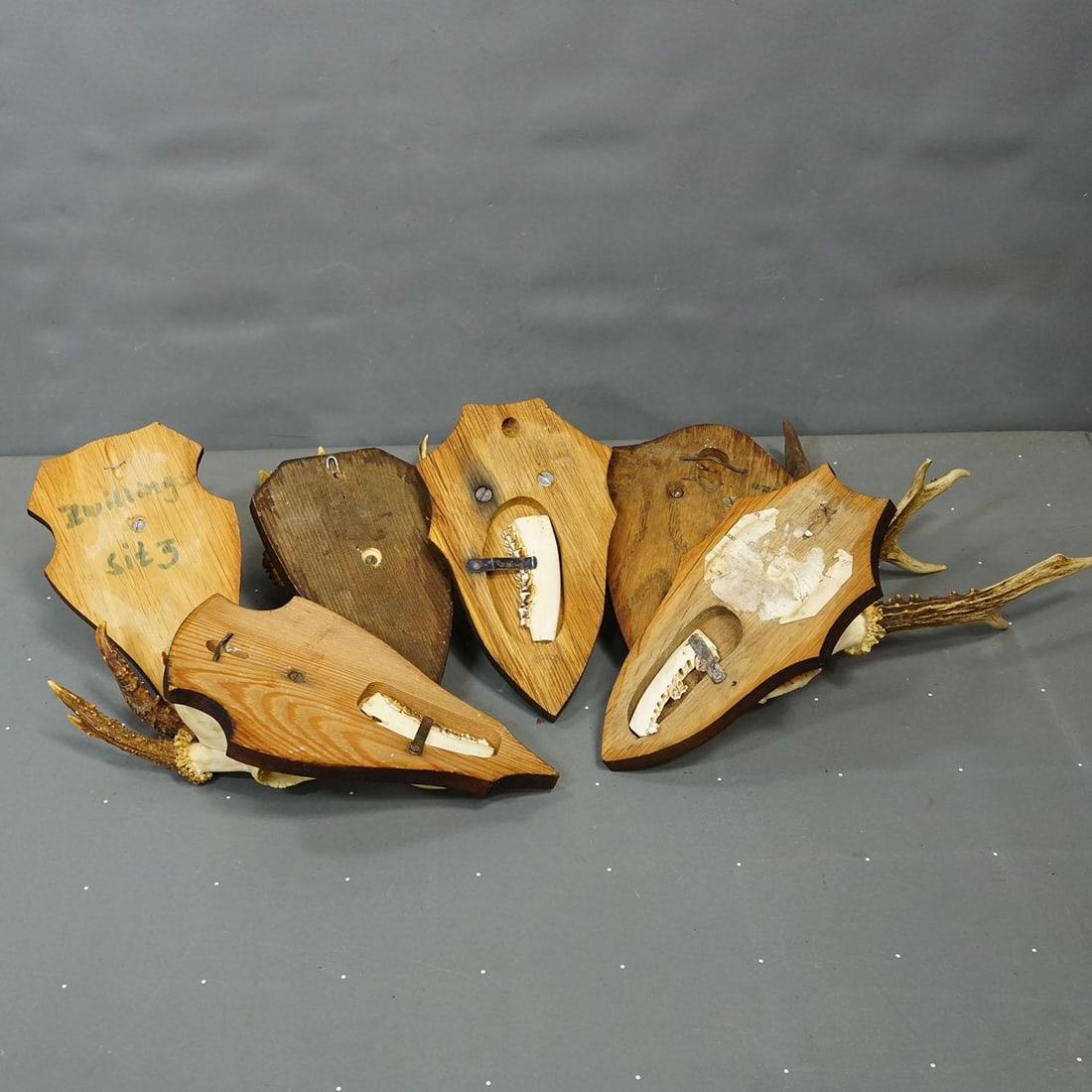 Vintage Set of Six Roe Deer Trophies on Wooden Plaques Germany Ca. 1960s - 9