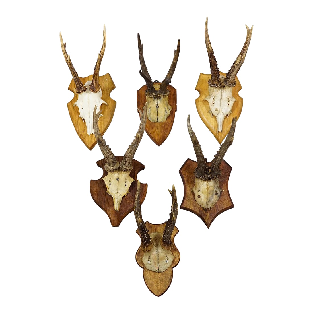 Set of Six Vintage Roe Deer Trophies on Wooden Plaques Germany Ca. 1960s: Set of Six Vintage Roe Deer Trophies on Wooden Plaques Germany ca. 1960s A set of six vintage roe deer (Capreolus capreolus) antler trophies dating from the 1960s, each affixed to a carved wooden