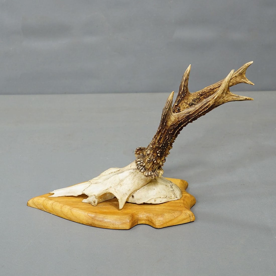 Set of Six Vintage Roe Deer Trophies on Wooden Plaques Germany Ca. 1960s - 2