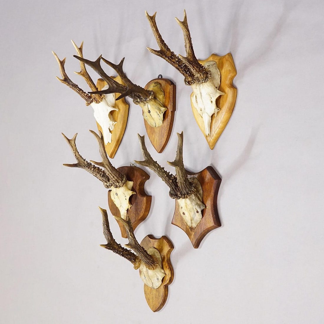 Set of Six Vintage Roe Deer Trophies on Wooden Plaques Germany Ca. 1960s - 3