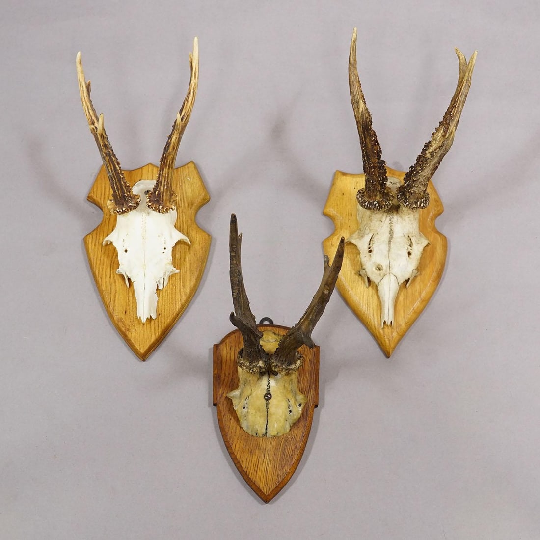 Set of Six Vintage Roe Deer Trophies on Wooden Plaques Germany Ca. 1960s - 5