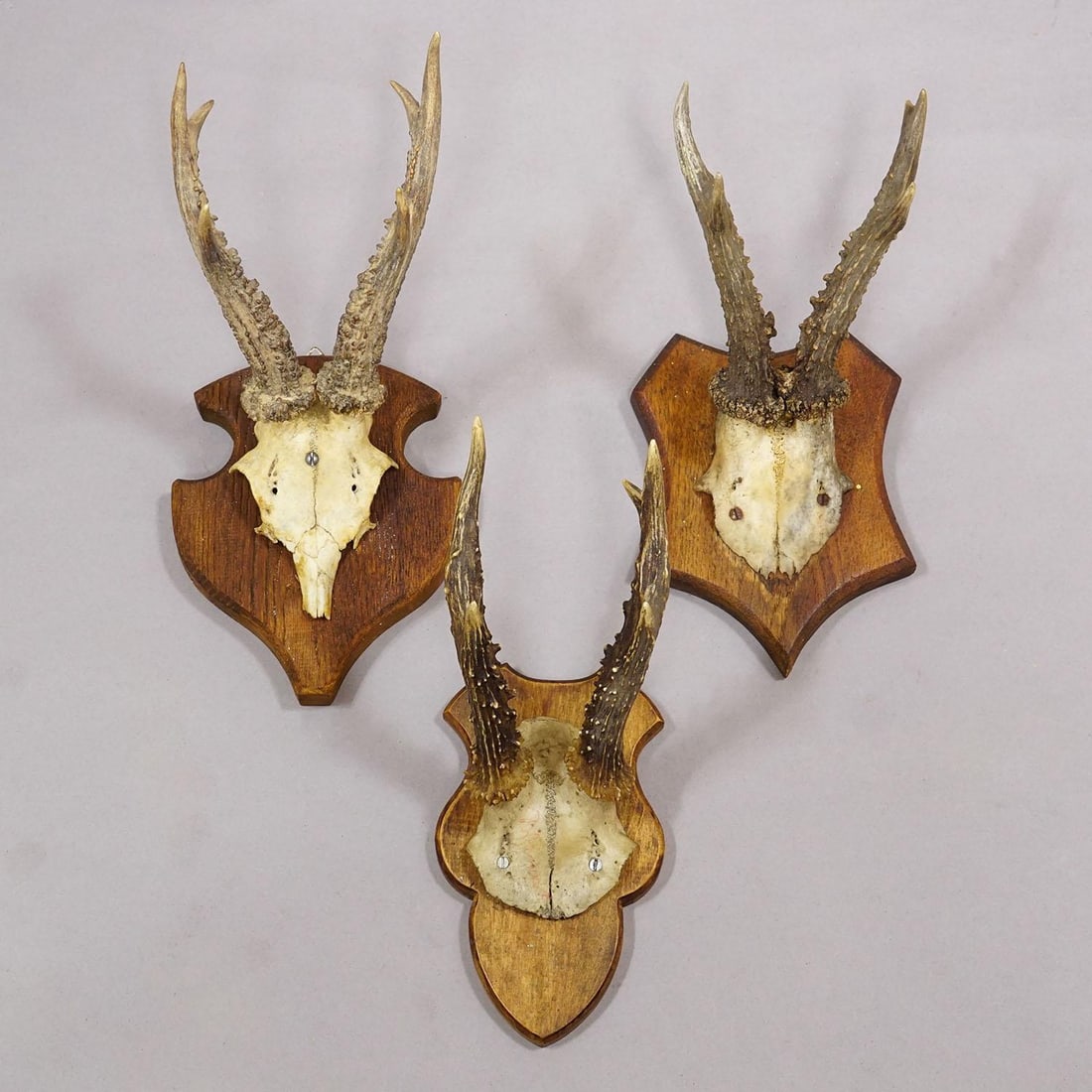 Set of Six Vintage Roe Deer Trophies on Wooden Plaques Germany Ca. 1960s - 6