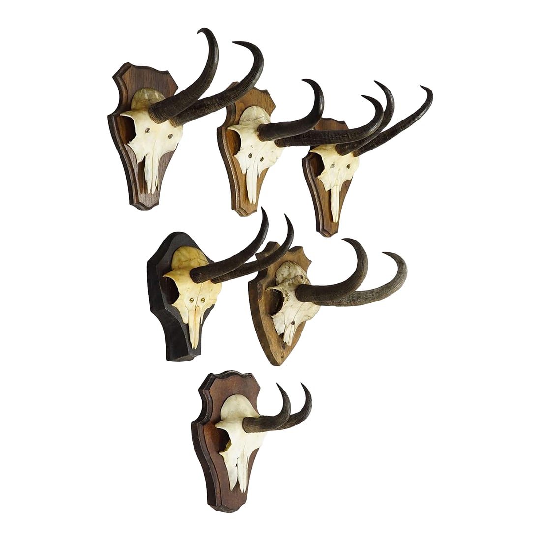 Vintage Set of Six Chamois Trophies on Shaped Plaques, Germany Ca. 1960s: Vintage Set of Six Chamois Trophies on Shaped Plaques, Germany ca. 1960s A collection of six vintage chamois (Rupicapra rupicapra) skull trophies, dating to the 1960s, each mounted on a shaped wooden