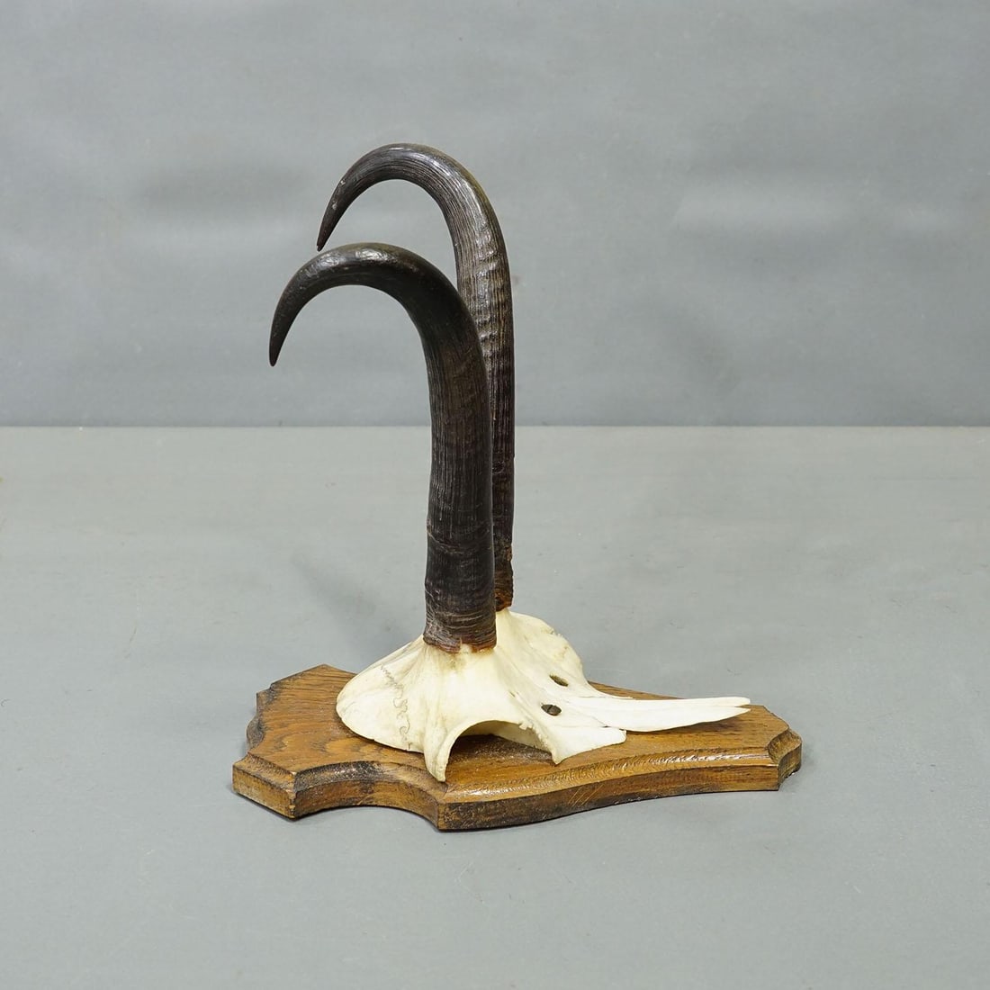 Vintage Set of Six Chamois Trophies on Shaped Plaques, Germany Ca. 1960s - 2