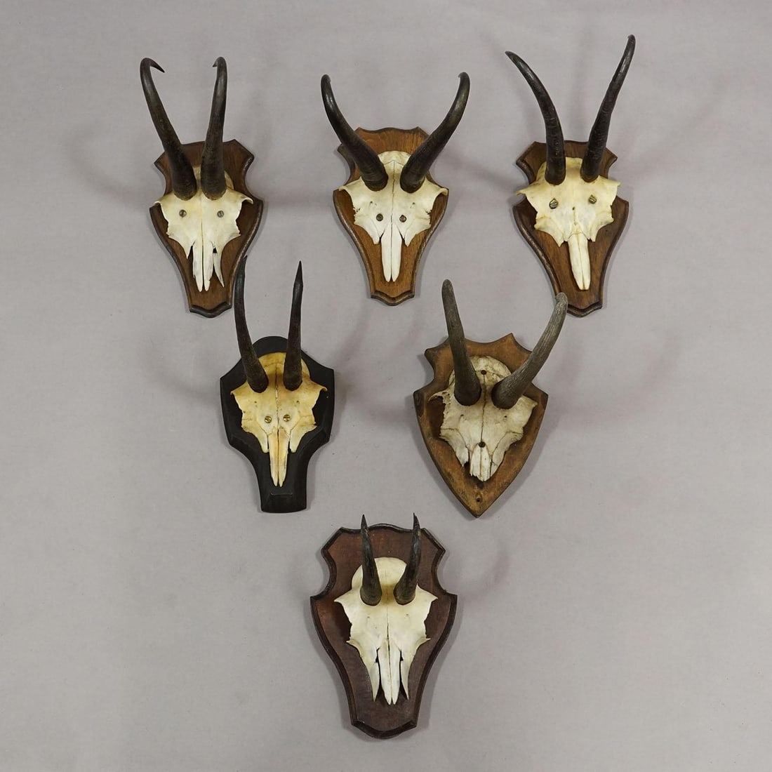 Vintage Set of Six Chamois Trophies on Shaped Plaques, Germany Ca. 1960s - 3