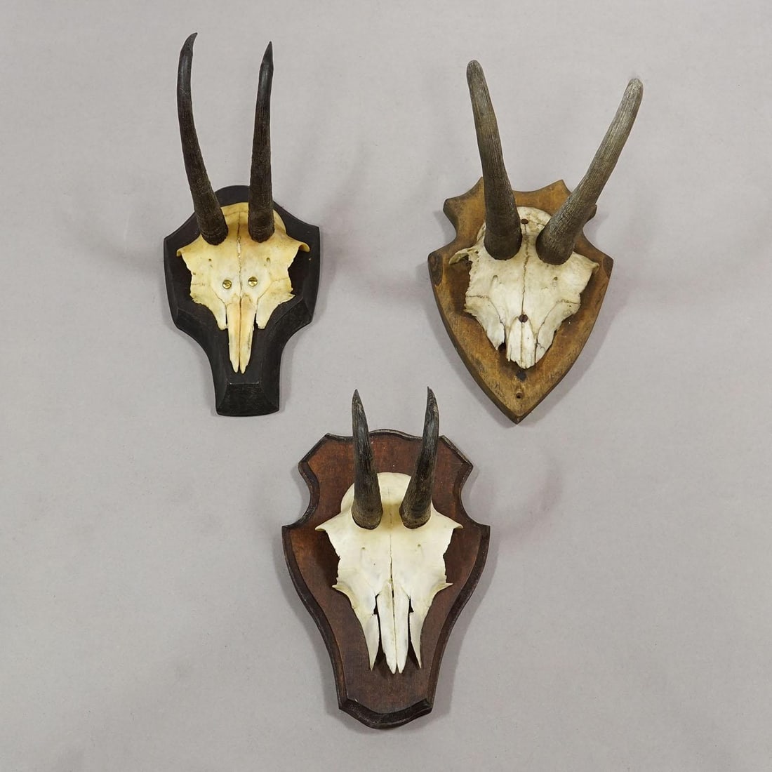 Vintage Set of Six Chamois Trophies on Shaped Plaques, Germany Ca. 1960s - 4
