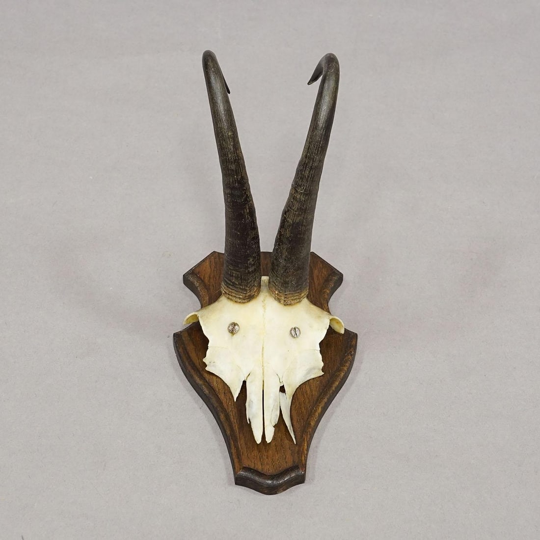 Vintage Set of Six Chamois Trophies on Shaped Plaques, Germany Ca. 1960s - 5