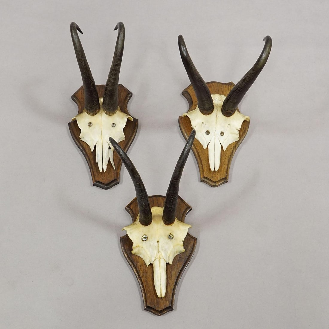 Vintage Set of Six Chamois Trophies on Shaped Plaques, Germany Ca. 1960s - 7
