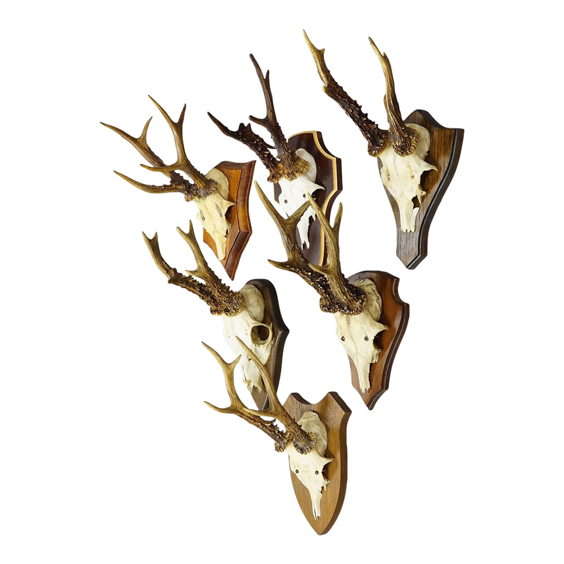 Vintage Set of Six Roe Deer Trophies on Wooden Plaques Germany ca.1950/1960s: Vintage Set of Six Roe Deer Trophies on Wooden Plaques Germany ca.1950/1960s A collection of six large vintage roe deer (Capreolus capreolus) antler trophies from the 1950/1960s, mounted on different