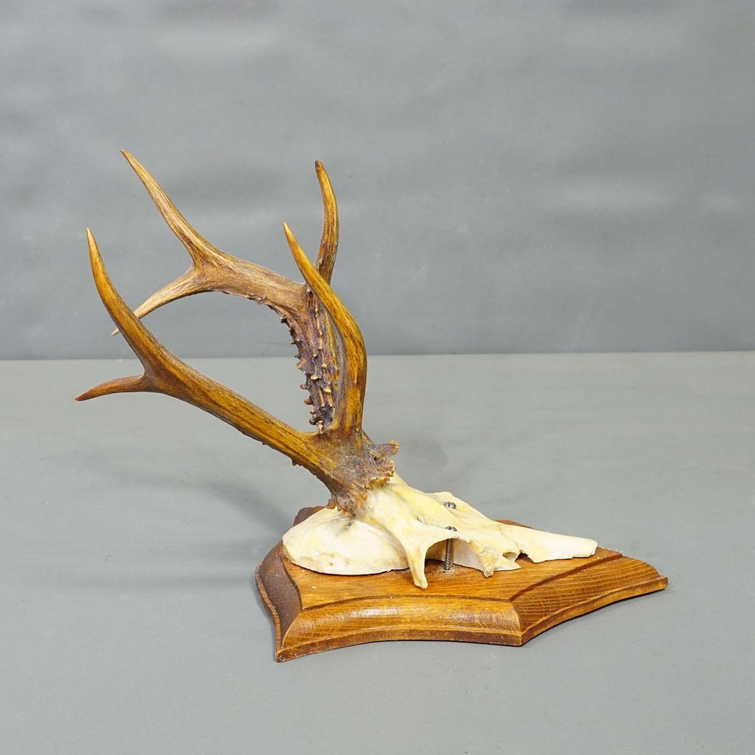 Vintage Set of Six Roe Deer Trophies on Wooden Plaques Germany ca.1950/1960s - 2