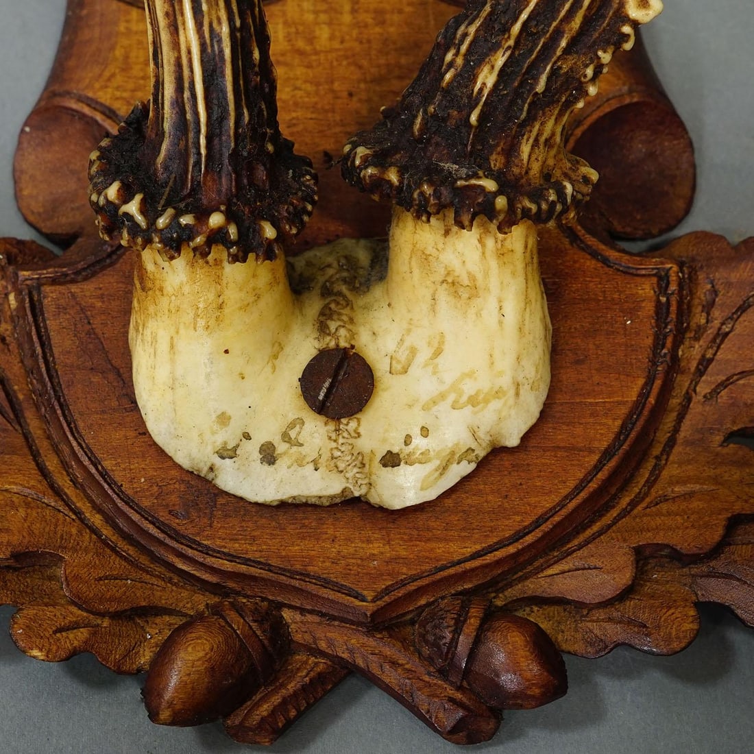 Antique Set of Black Forest Roe Deer Trophies, Germany Ca. 1890s/1900s - 10