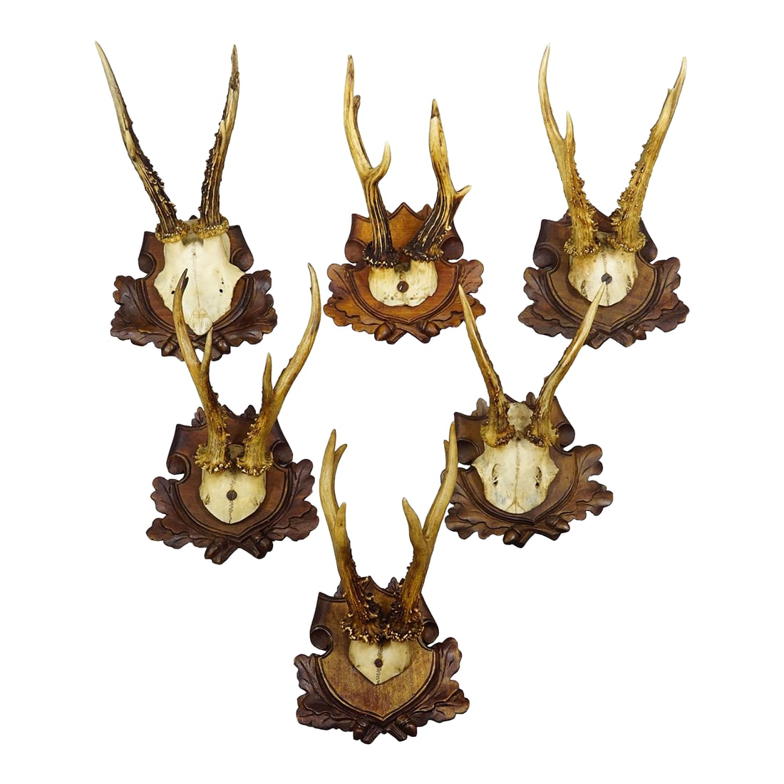 Antique Set of Black Forest Roe Deer Trophies, Germany Ca. 1890s/1900s: Antique Set of Black Forest Roe Deer Trophies, Germany ca. 1890s/1900s An elegant ensemble of six antique roe deer (Capreolus capreolus) antler trophies from the turn of the 20th century, originating