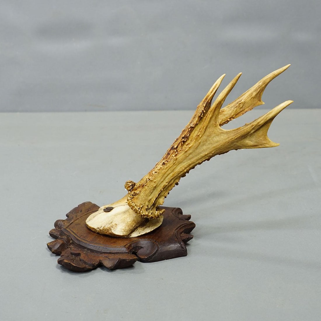 Antique Set of Black Forest Roe Deer Trophies, Germany Ca. 1890s/1900s - 2