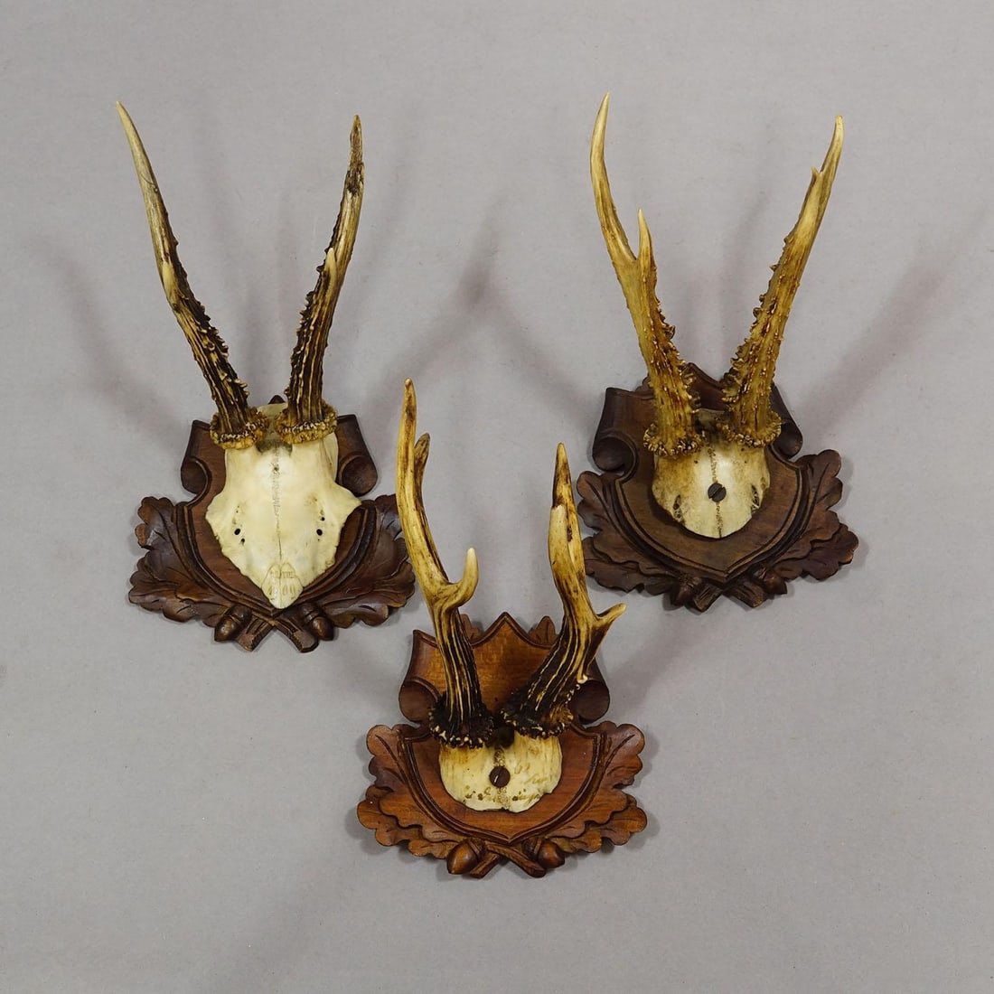 Antique Set of Black Forest Roe Deer Trophies, Germany Ca. 1890s/1900s - 4